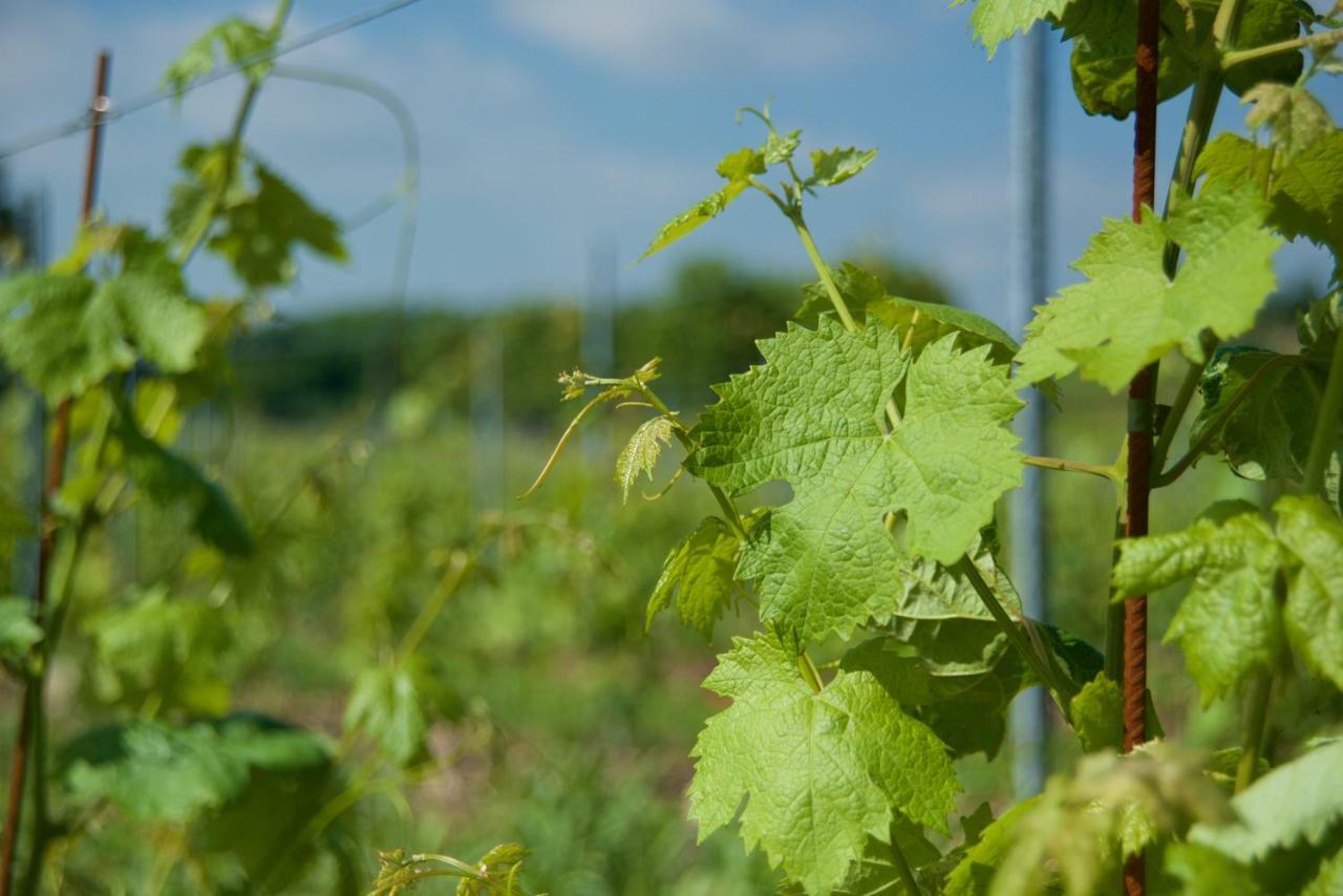 Agriturismo Albarello Sona Kültér fotó